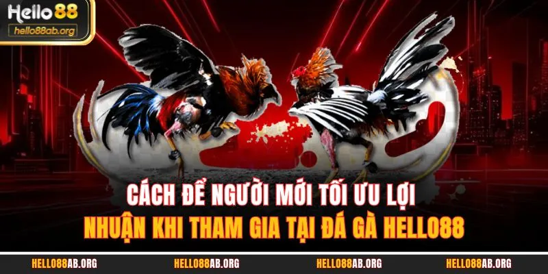 Cách để người mới tối ưu lợi nhuận khi tham gia tại đá gà HELLO88
