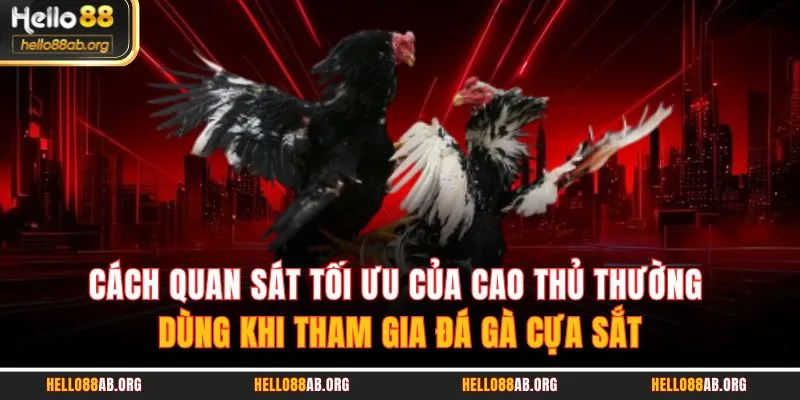 Cách quan sát tối ưu của cao thủ thường dùng khi tham gia đá gà cựa sắt