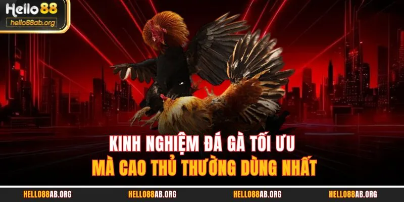 Kinh nghiệm đá gà tối ưu mà cao thủ thường dùng nhất